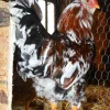 russian orloff chicken for sale
