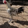 liege fighter chickens for sale