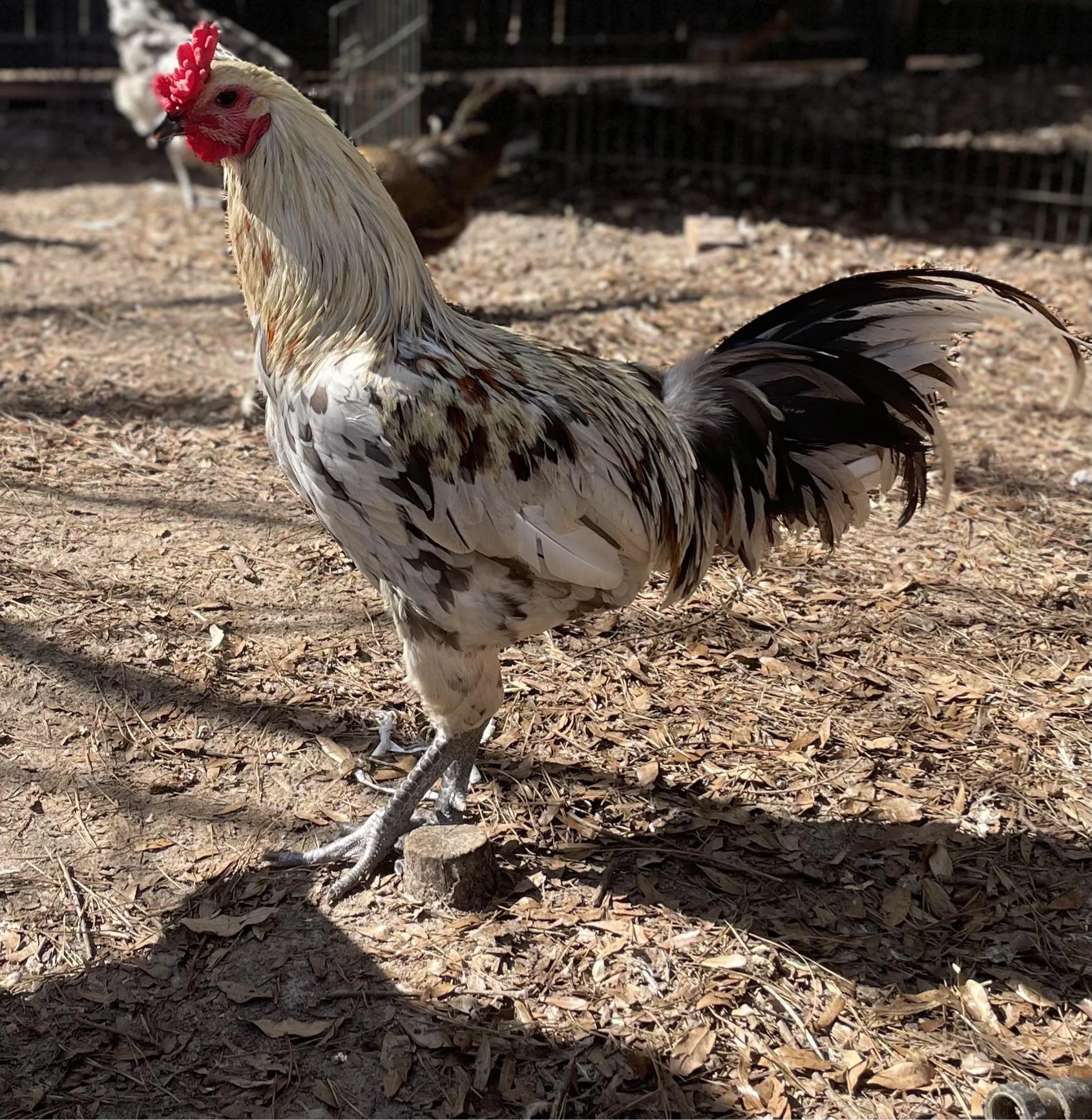 peach-our-liege-fighter-v0-k2s0cfkocioe1 liege fighter chickens for sale