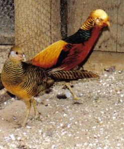 Red Golden Pheasants Pair