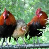 red jungle fowl chicken for sale