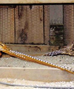 Reeves Pheasants Pair