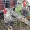 cream legbar chickens for sale