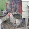cream legbar chickens for sale 3