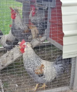 cream legbar chickens for sale 3