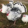 royal palm turkey for sale