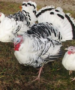 royal palm turkey for sale