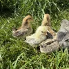 american serama chickens for sale 1