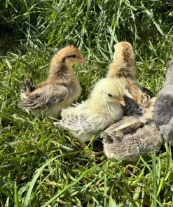 american serama chickens for sale 1
