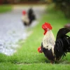 gray japanese bantam chickens