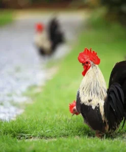 gray japanese bantam chickens