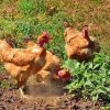 turken chickens for sale 2