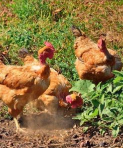 turken chickens for sale 2