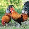 red jungle fowl chicken for sale