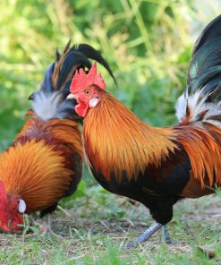red jungle fowl chicken for sale