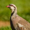 chukar partridge for sale