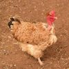turken chickens for sale 1