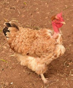 turken chickens for sale 1