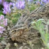 coturnix quail for sale 1