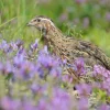 coturnix quail for sale