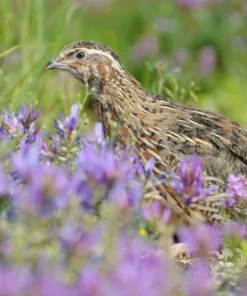 coturnix quail for sale