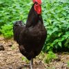 black jersey giant chickens for sale