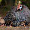 pearl grey guinea fowl for sale