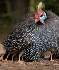 pearl grey guinea fowl for sale