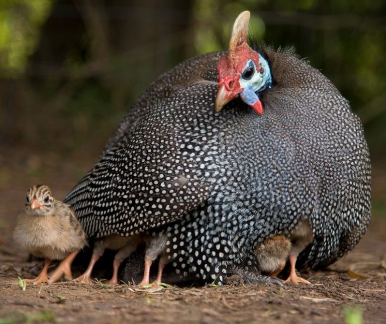 shutterstock_70435321-768x645 pearl grey guinea fowl for sale