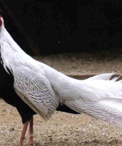 silver pheasant pair for sale