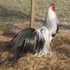 silver duckwing phoenix chickens