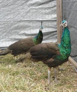 Spalding Peafowl Pair