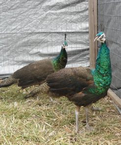 spalding peafowl pair for sale