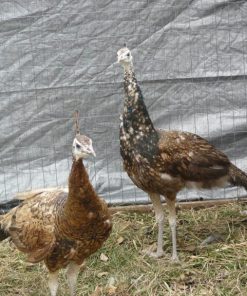 Spalding Purple Black Shoulder Peafowl Pair