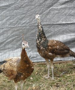 Spalding Purple Black Shoulder Peafowl Pair