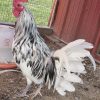 splash old english gamefowl for sale