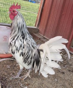 splash old english gamefowl for sale