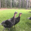 standard bronze turkey for sale 2