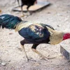 thai fighting rooster for sale 1