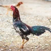 thai fighting rooster for sale