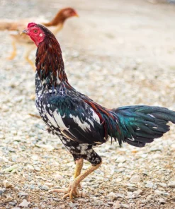 thai fighting rooster for sale