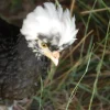 crested polish chickens for sale 1