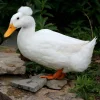 white crested duck for sale 3