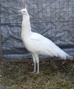 white peafowl pair for sale