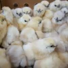 white silkie bantam chickens for sale