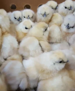 white silkie bantam chickens for sale