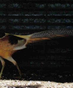 Yellow Golden Pheasants Pair