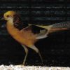 yellow golden pheasant for sale