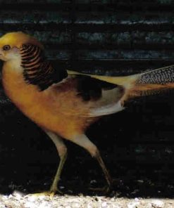 yellow golden pheasant for sale