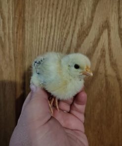 Kelso 2 Weeks Old Baby Chicks (Male) for Sale
